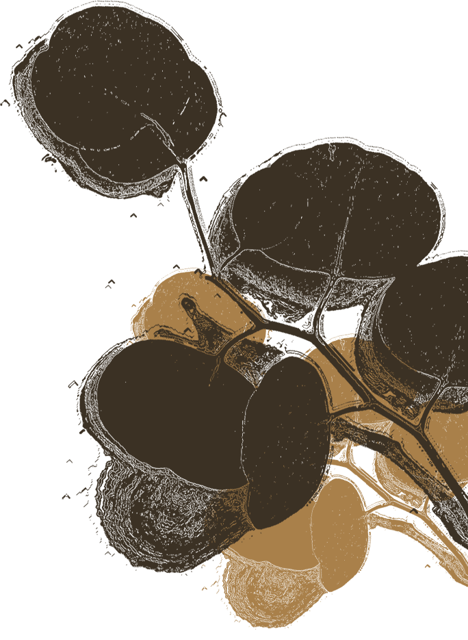 holistic-healer-custom02